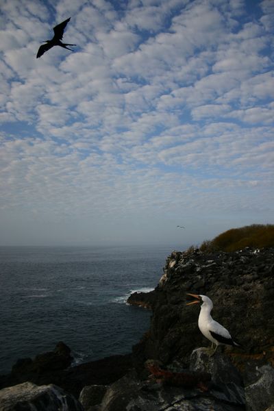 Galapagos - Locations, Flora & Fauna (16).jpg