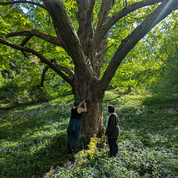 10th anniversary champion tree labels bluebells.jpg