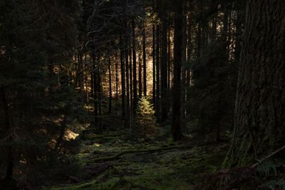 Glentress Forest_Forests (14).jpg