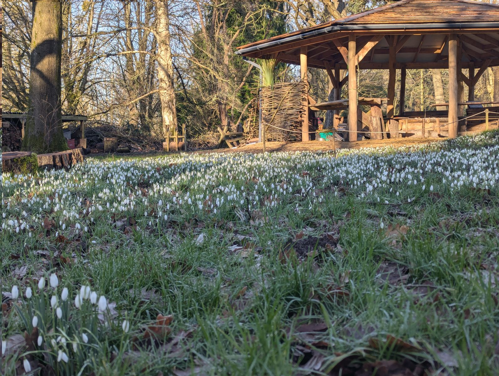 roundhouse snowdrops woodstore.jpg