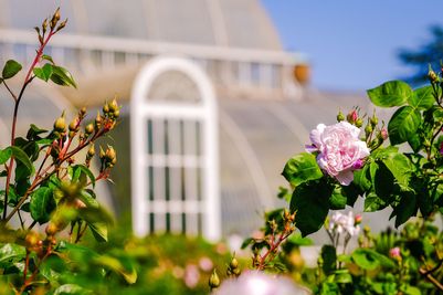 2023.06_Rose_Garden_Kew_Sebastian_Kettley_1.jpg
