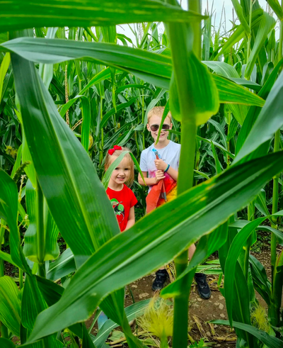 Children in the maize maze at the Lakeland Maze Farm Park near Kendal 