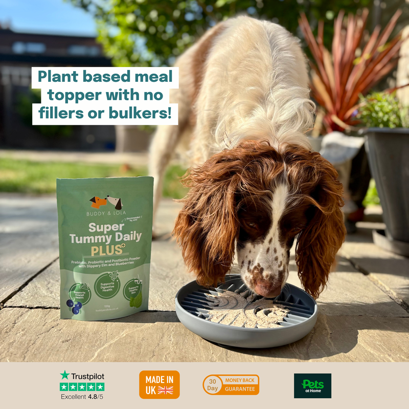 Buddy & Lola Super Tummy Daily Plus - Pre, Pro & Postbiotics for dogs