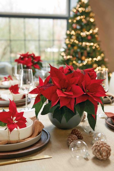 Poinsettias on Christmas table.jpg