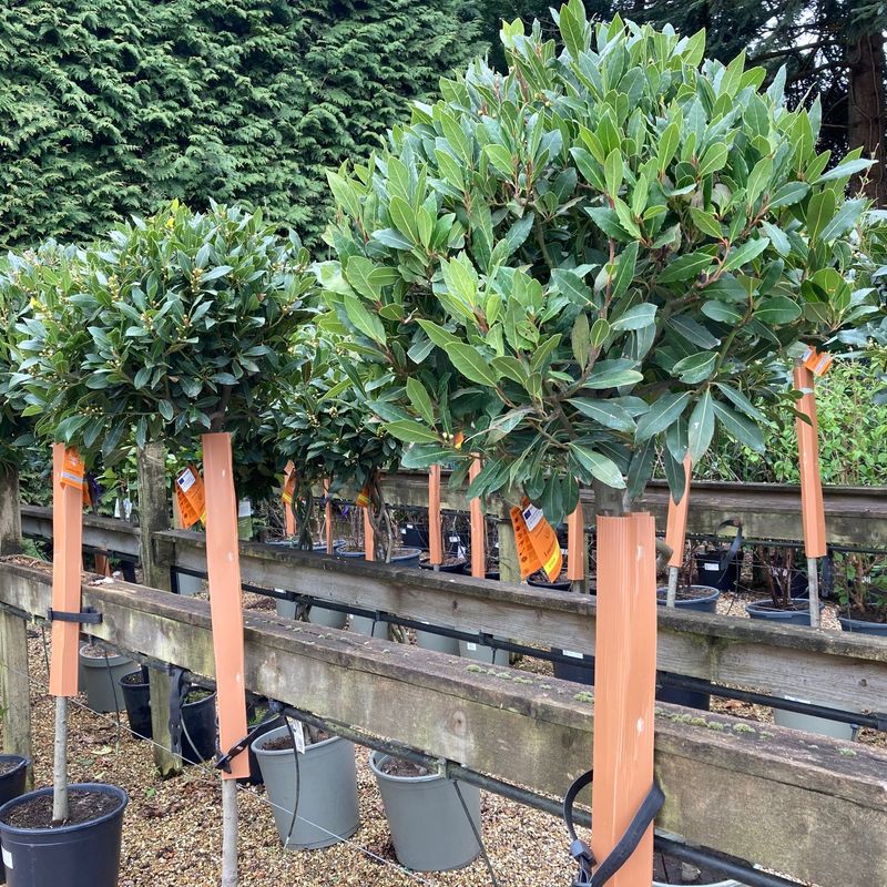 Bay Trees