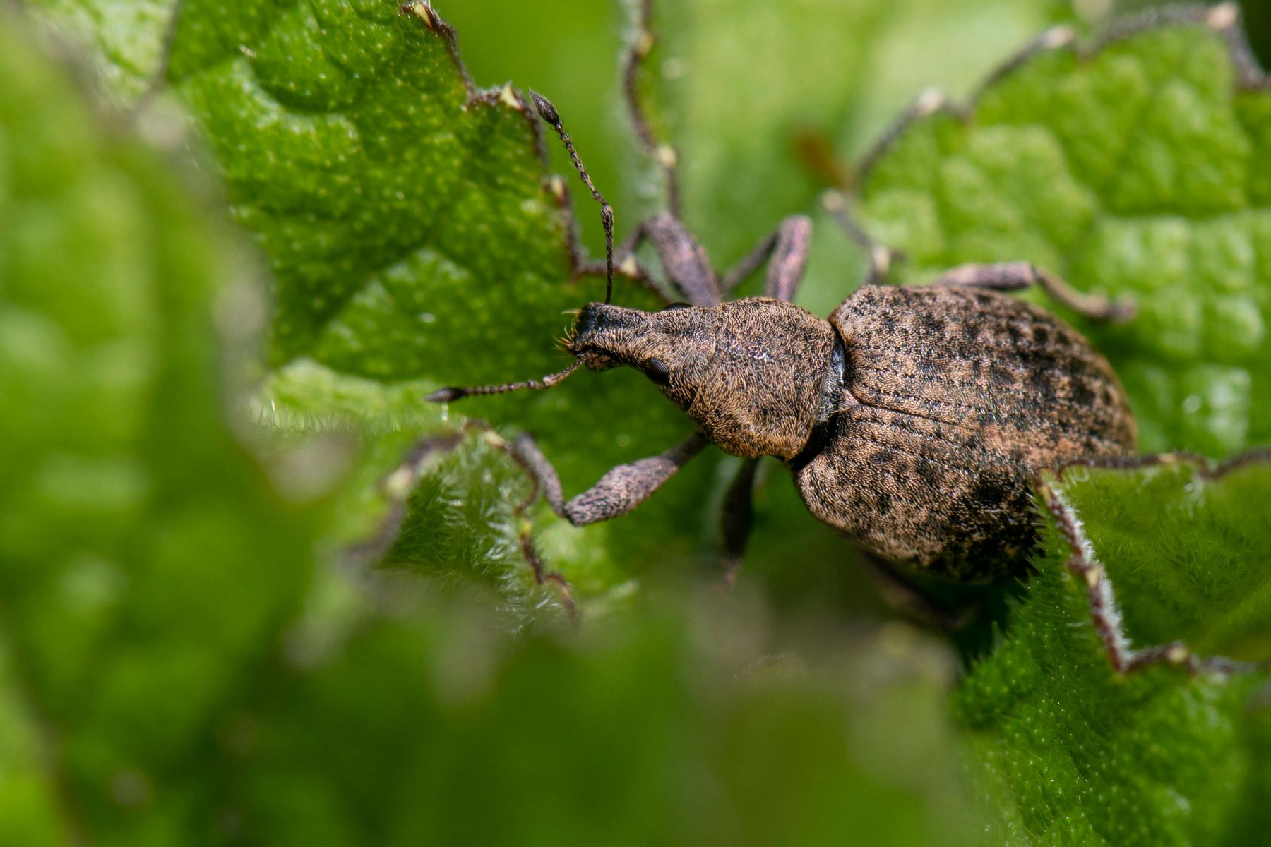 Vine weevil