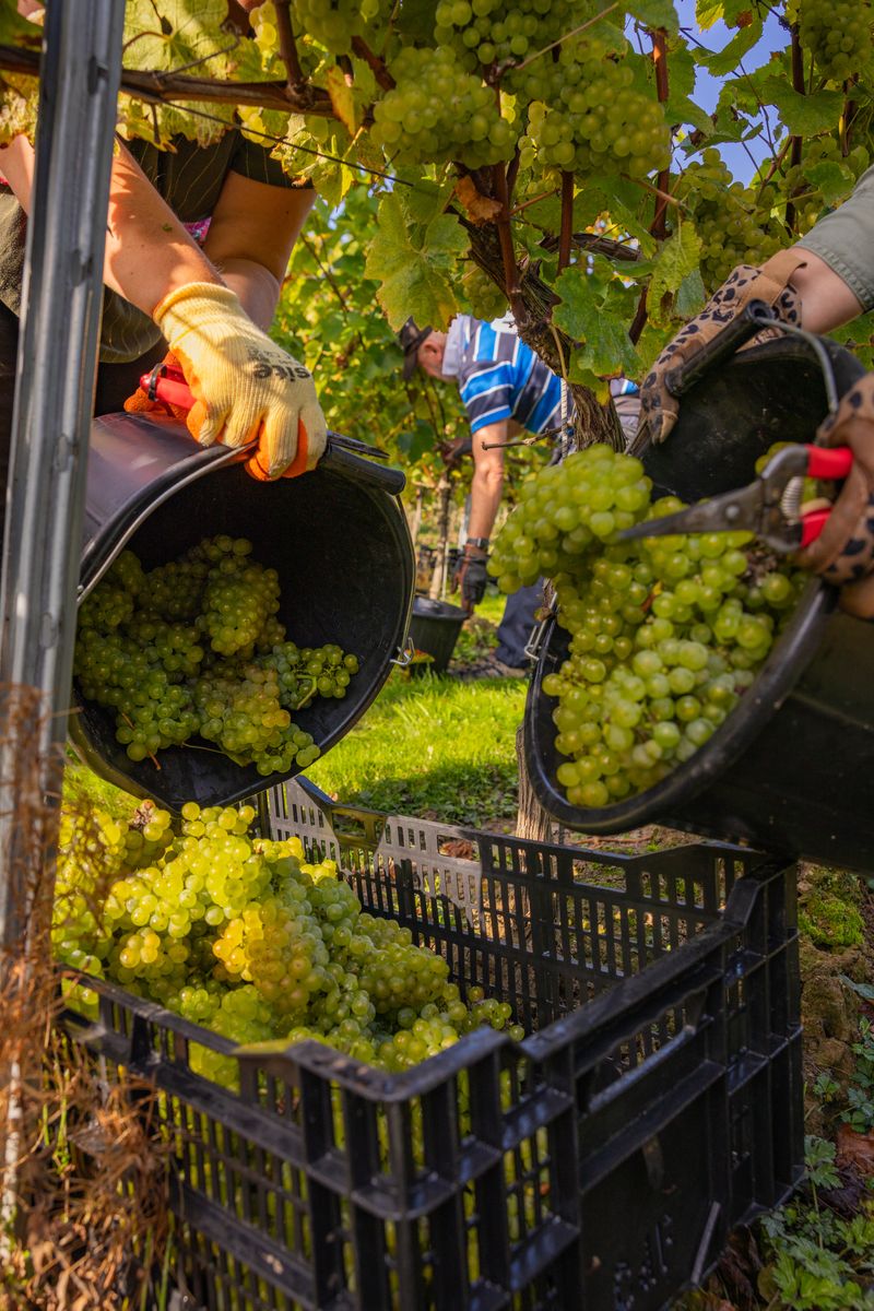 Mannings Harvest - Credit James Ratchford Photography-68.jpg