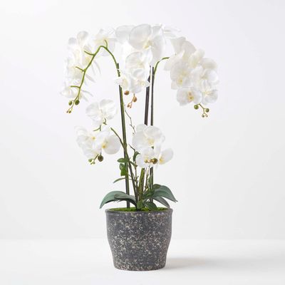 White Orchid 56 cm Phalaenopsis in Ceramic Pot