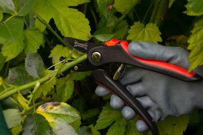 Anvil Pruners