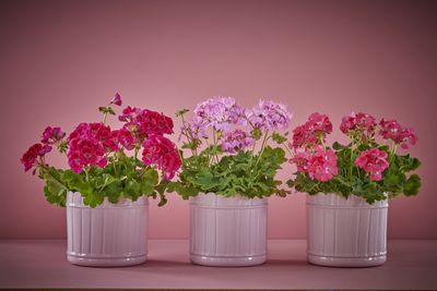 2023_Geraniums_6000_One_Colour_Floral_Moods_11.jpg