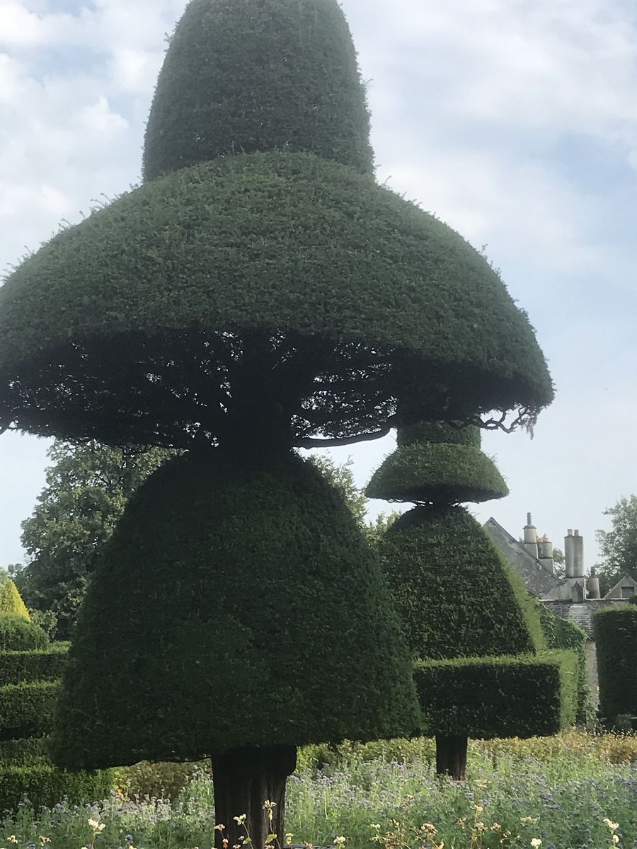 The Umbrella Tree at Levens Hall and Gardens