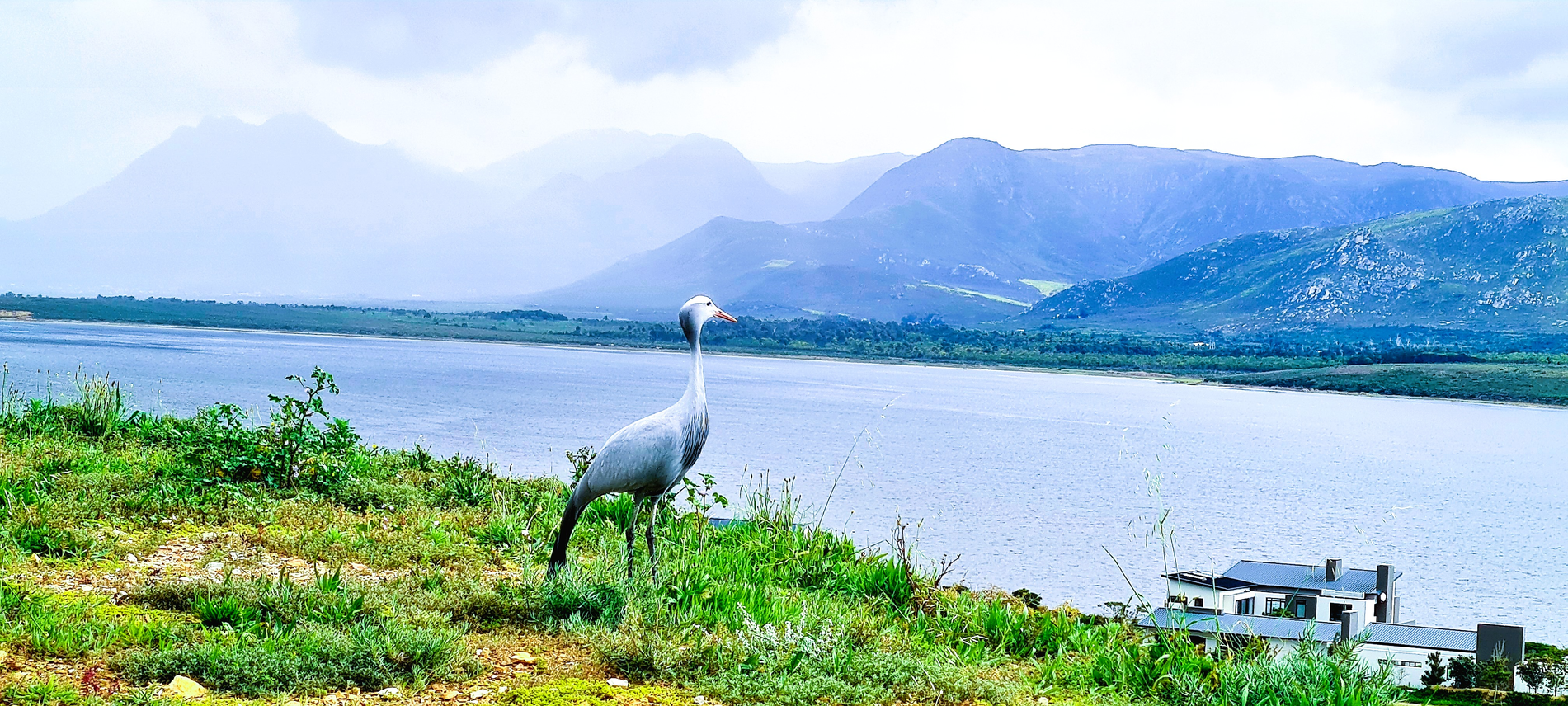 Blue-Cranes-thrive-Benguela-Cove.png