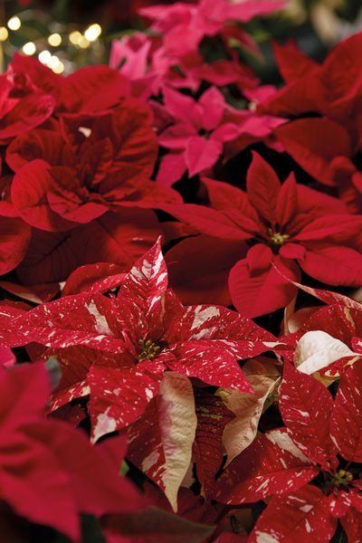 2020_poinsettia_05100_Christmas_Romance_10.jpg