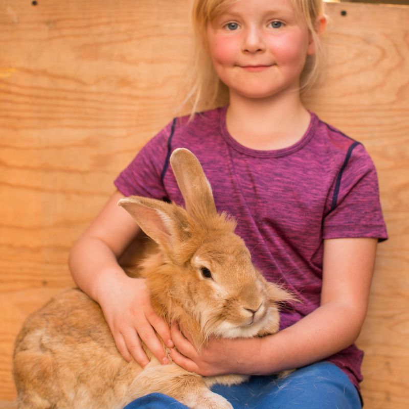 Child cutting a rabbit at the Lakeland Maze Farm Park in Sedgwick near Kendal