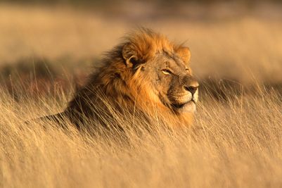 Etosha Lion.jpg