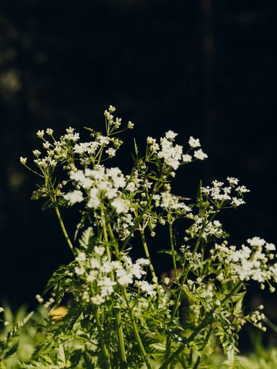 YERA-Details-1©Charlotte Lapalus-FORESTIS (6).jpg