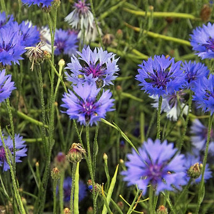 Cornflower