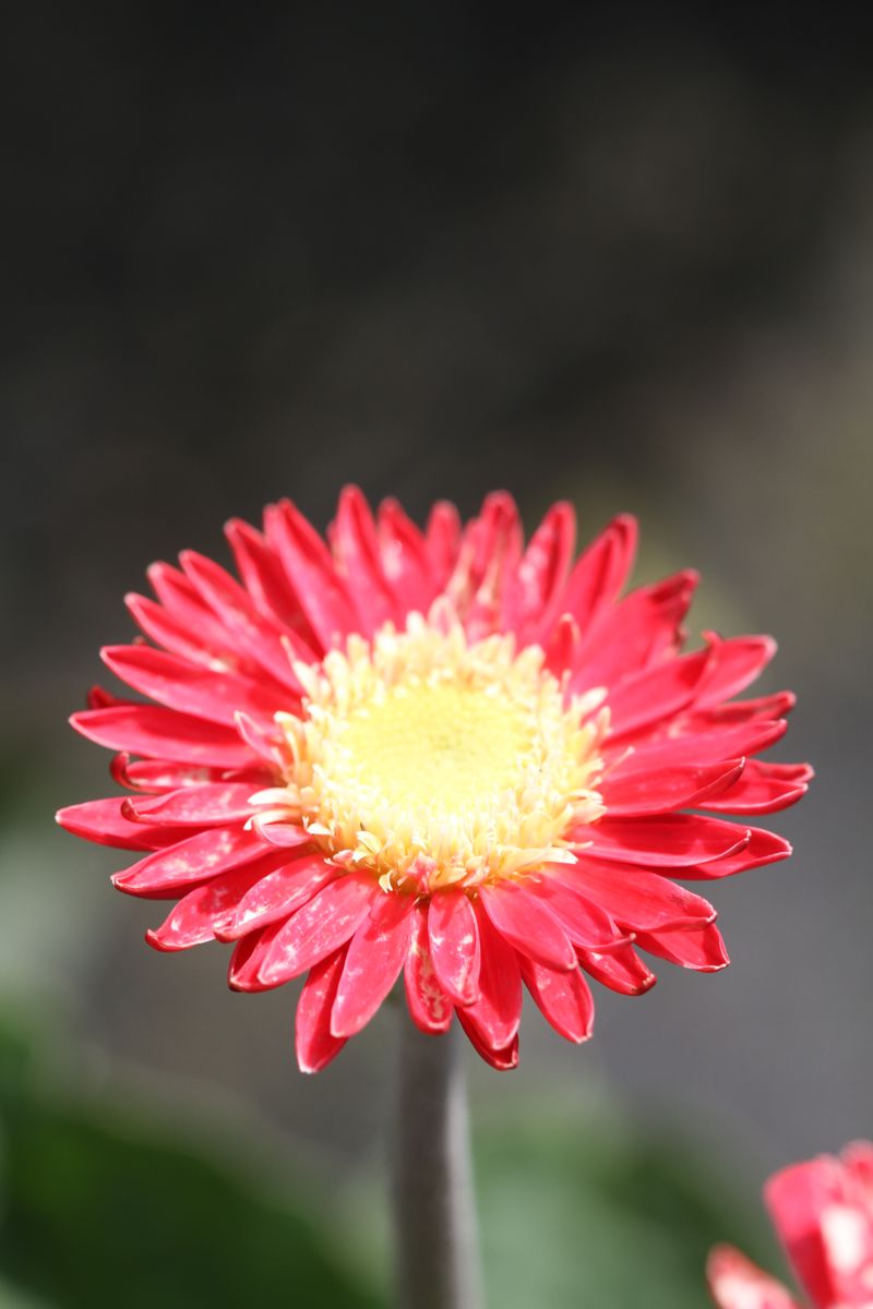 Gerbera garvinea Cindy