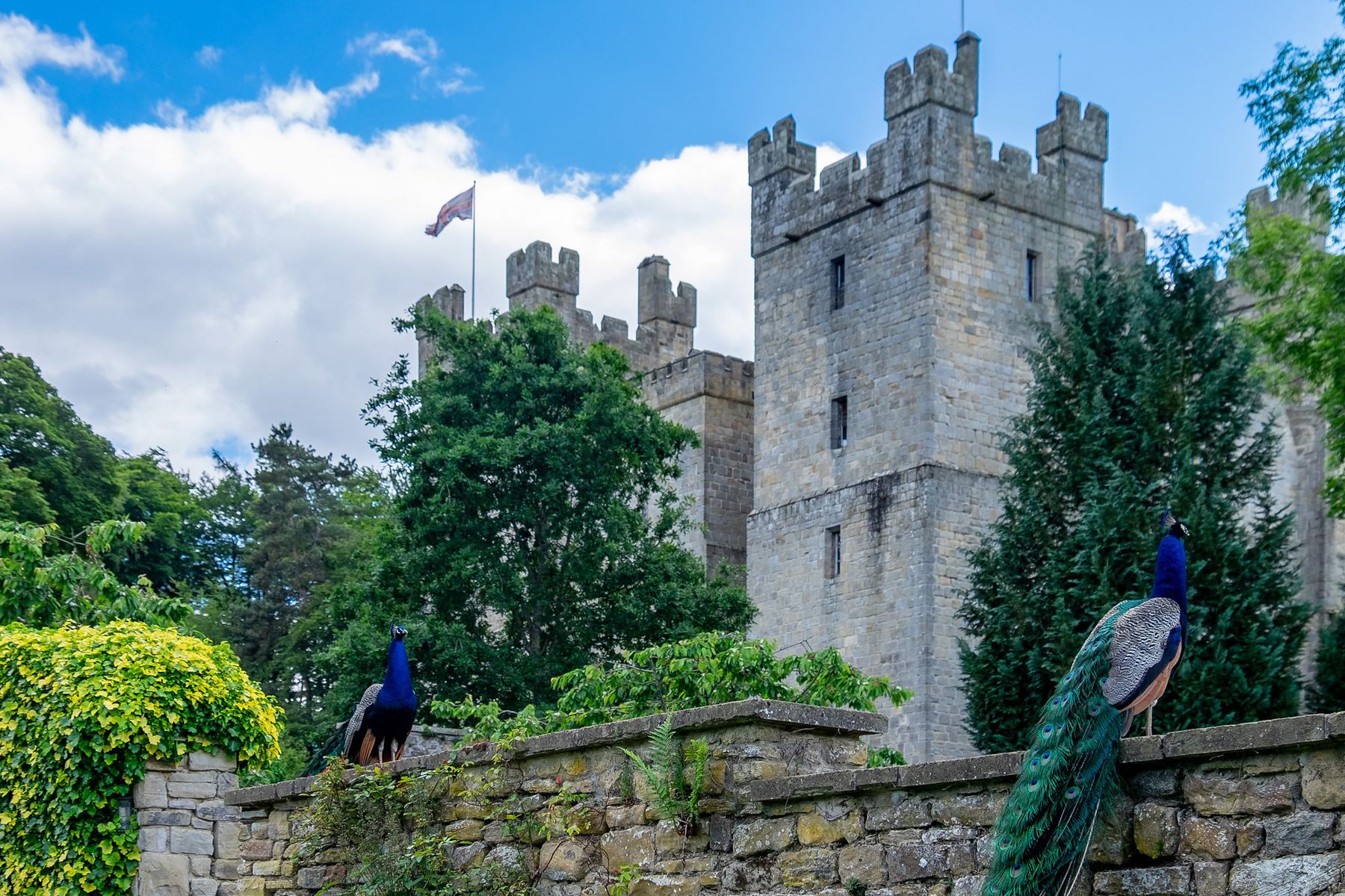 Langley Castle Hotel resident peacocks