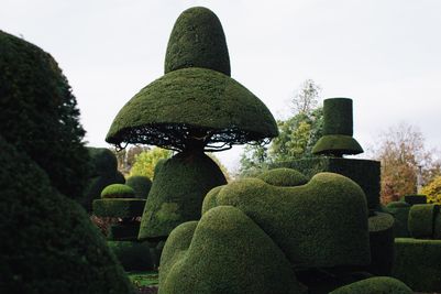 The Umbrella topiary tree at Levens Hall and Gardens, Cumbria, UK