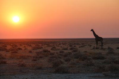 Etosha National Park-dreamstime_m_44122044.jpg