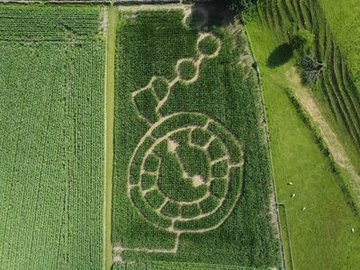 The 2023 mini maze at the Lakeland Maze Farm Park, designed as a station master's pocket watch