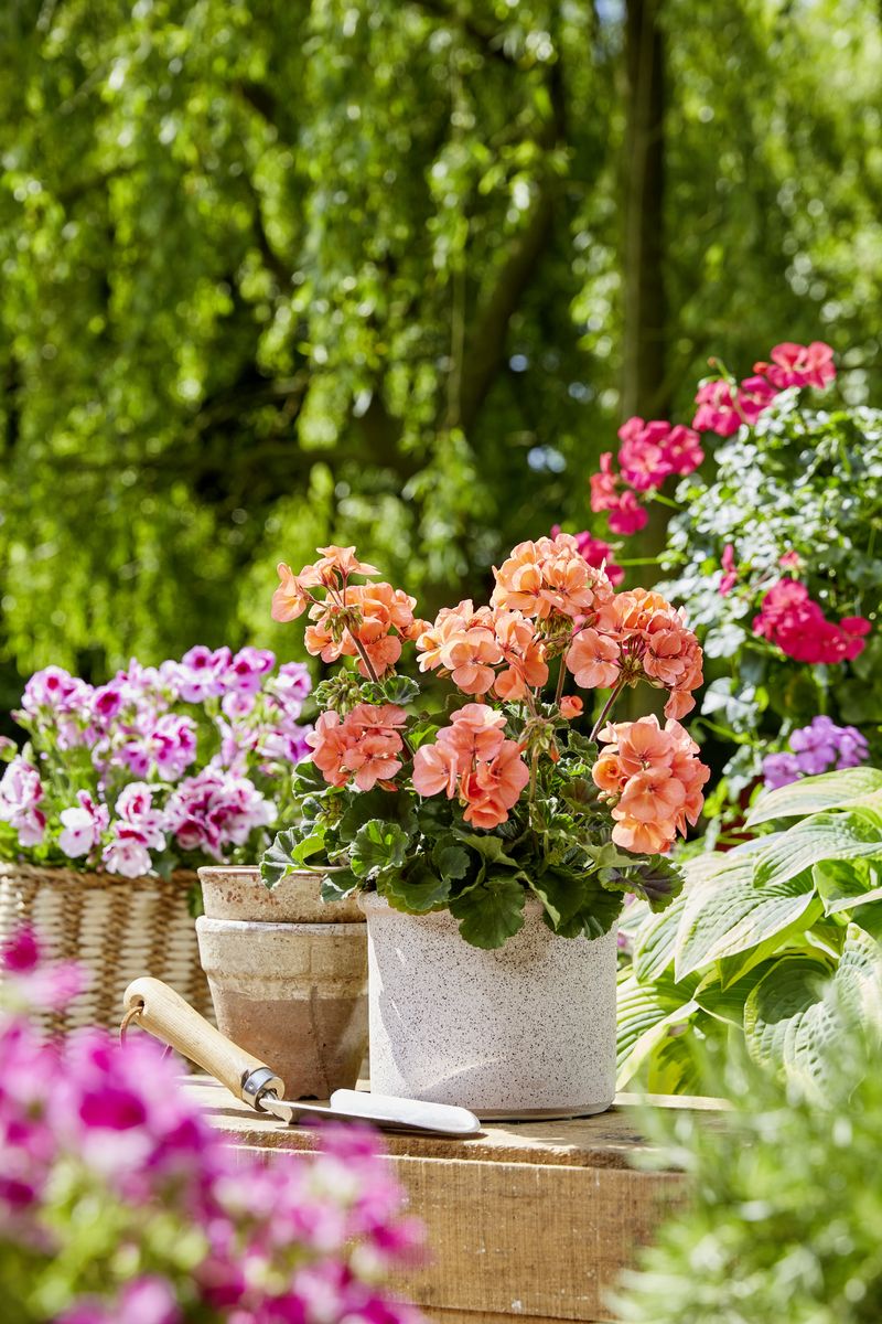 2023_Geraniums_1000_Joyous_Summer_Moments_16.jpg