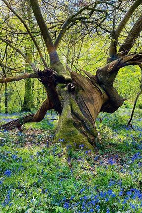 Bluebell Wood