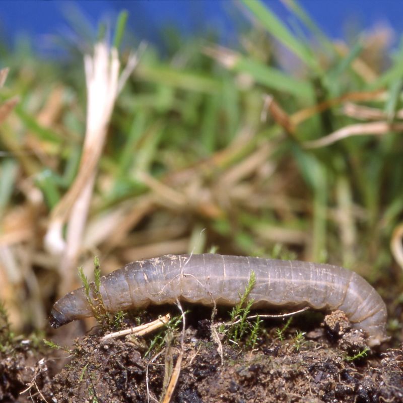 Leatherjacket grub