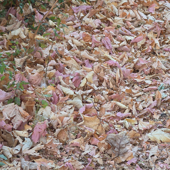 Autumn leaves 4.jpg