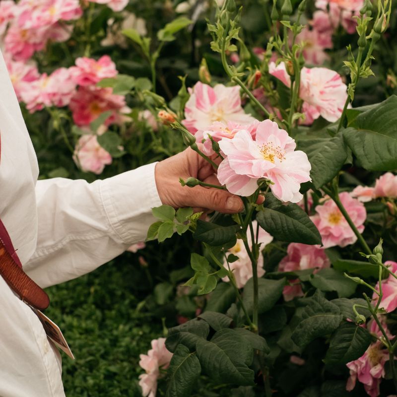 David Austin Roses receive 29th Gold for ‘The King’s Rose’ Showcase at RHS Chelsea Flower Show 2025