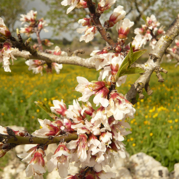 Almond blossom in Mallorca