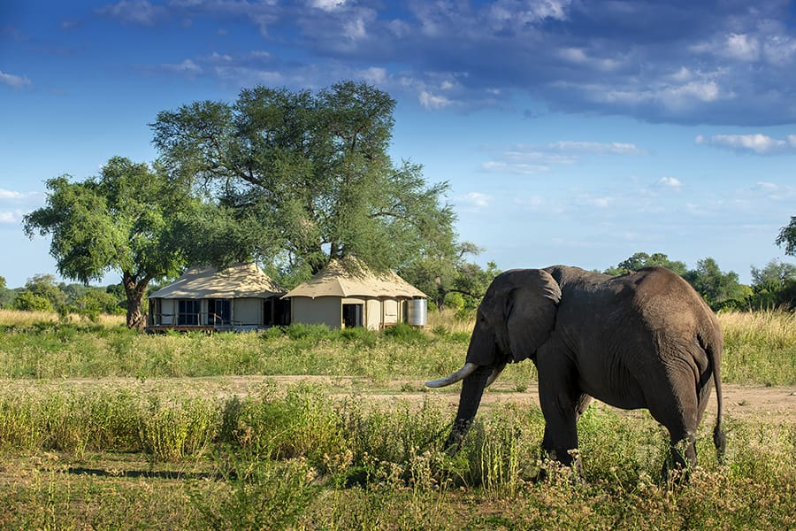 Nyamatusi Mahogany, Zimbabwe.png