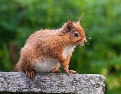 Eslington_Wildlife (2).jpg