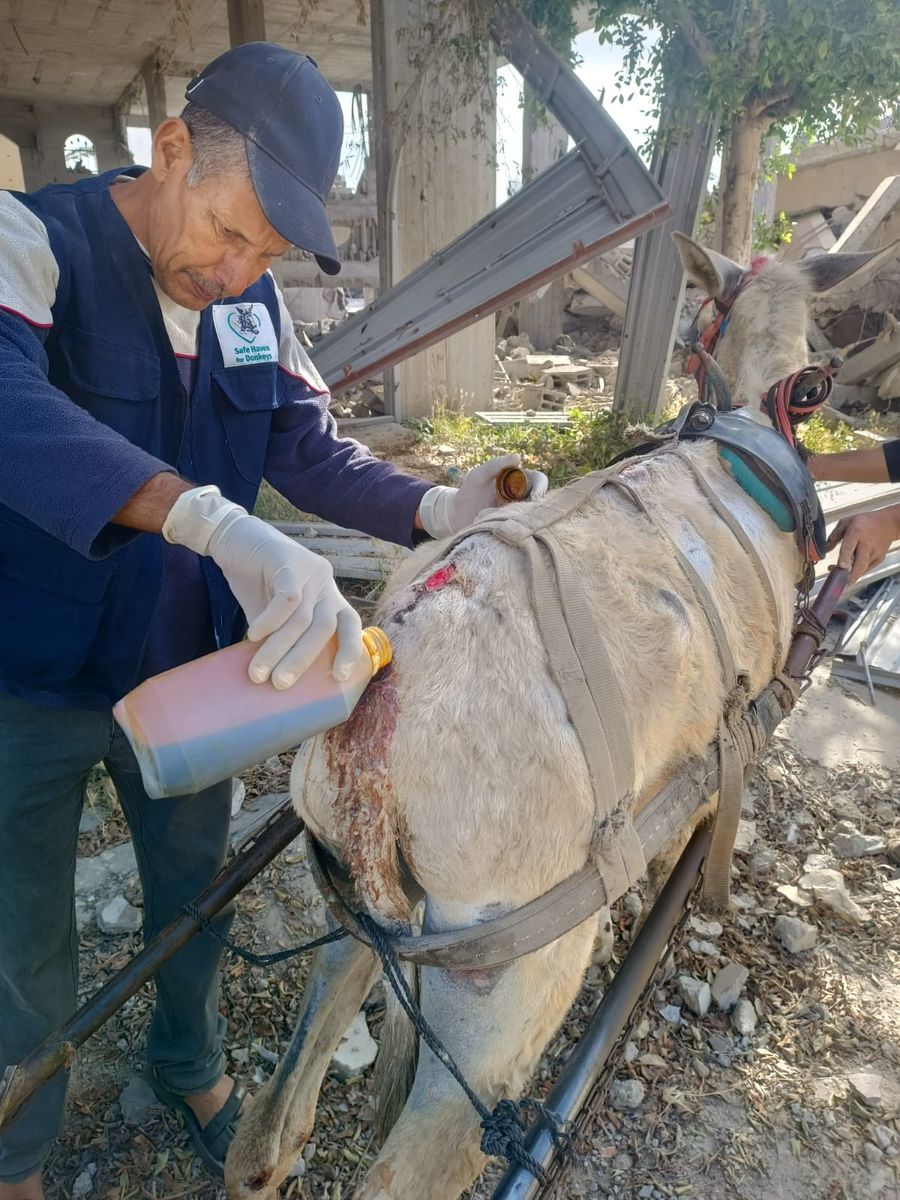 Dr Saif treating a donkey in Khanyouns.jpeg