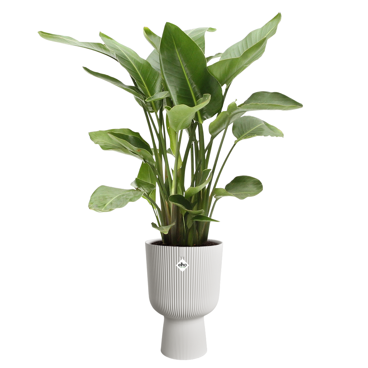 vibes fold coupe 30cm silky white