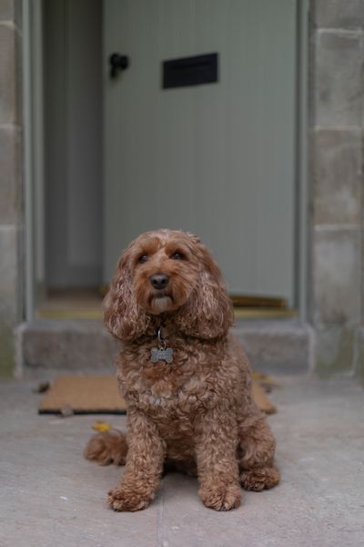 Button at North Lodge, Milne Graden_Dogs (9).jpg