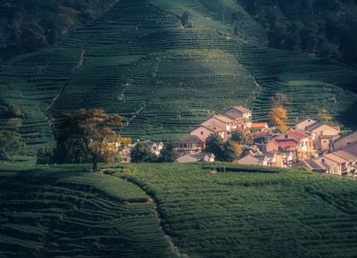 Tea Plantations (2).jpg
