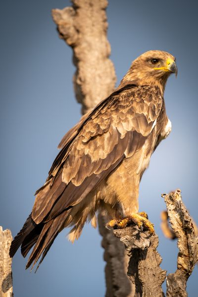 Tawny eagle on branch of dead tree.jpg