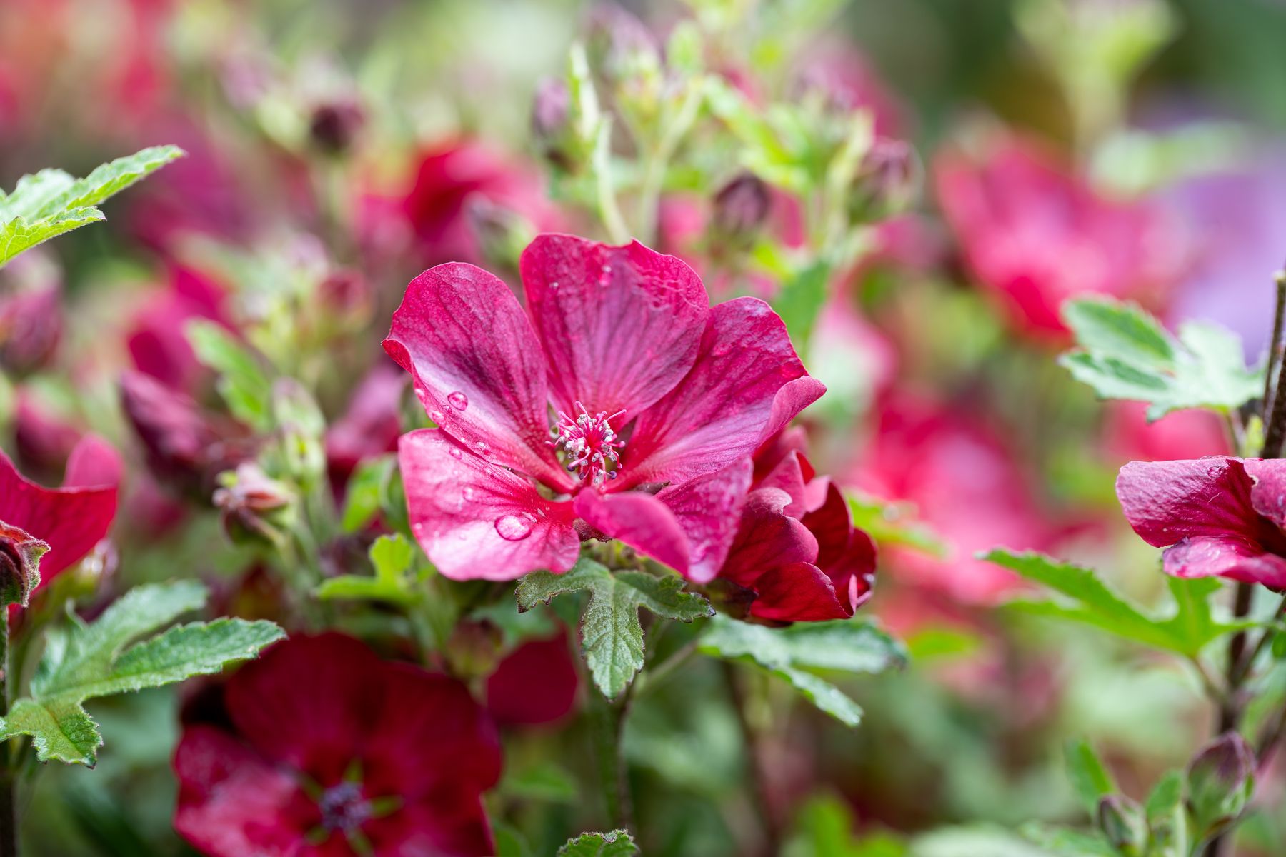 Anisodontea ‘Candy Apple’