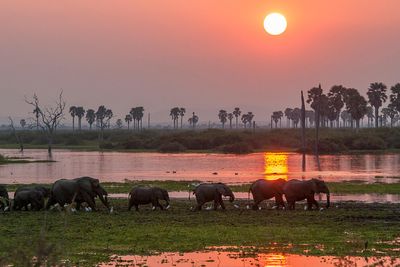 P_Asilia Lodges & Camps_Tanzania_Dar Es Salaam_Roho Ya Selous_Wildlife_Elephants.jpg