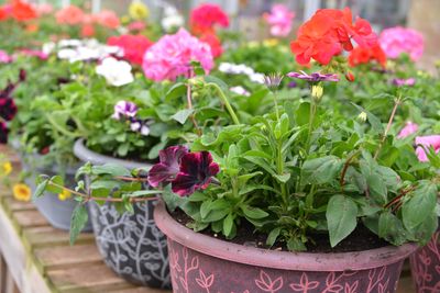 Geraniums