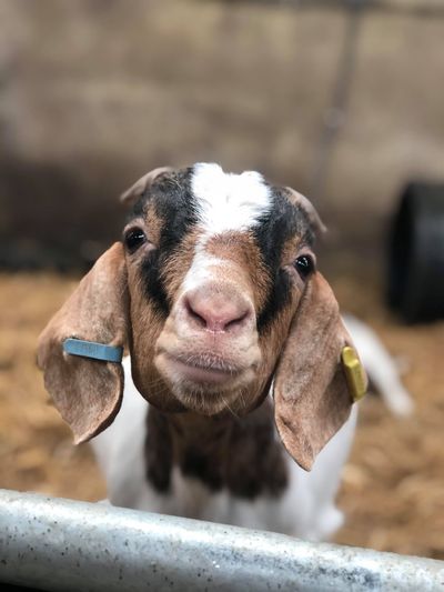 Goat at the Lakeland Maze Farm Park near Kendal, Cumbria