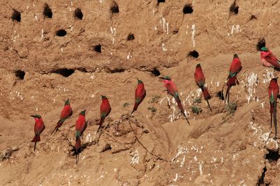 Carmine bee eaters, South Luangwa, Zambia