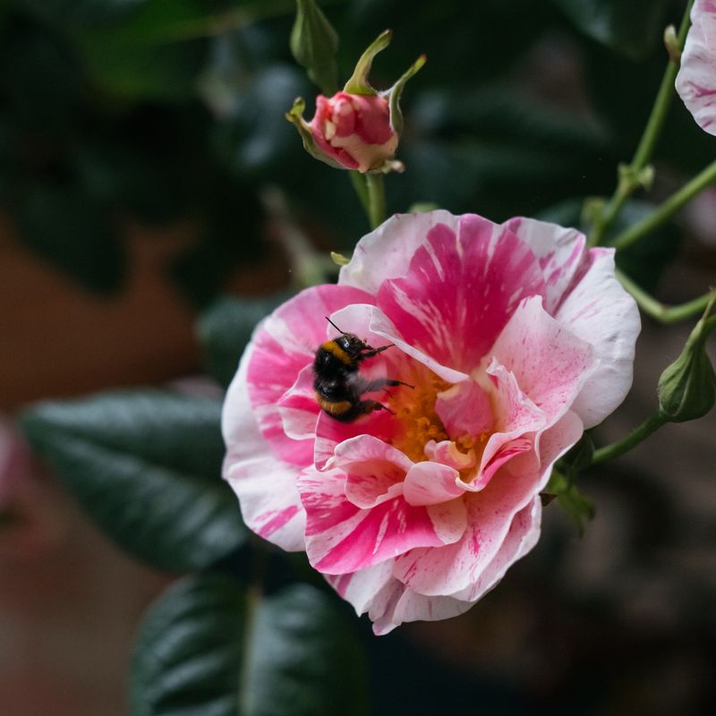 David Austin Roses receive 29th Gold for ‘The King’s Rose’ Showcase at RHS Chelsea Flower Show 2025