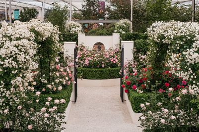 David Austin Roses receive 29th Gold for ‘The King’s Rose’ Showcase at RHS Chelsea Flower Show 2025