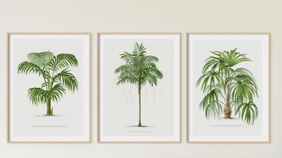 2000px Set of Three Vintage Palm Tree Prints - Framed.jpg