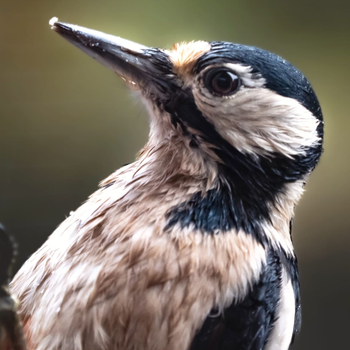 Great spotted woodpecker.jpeg