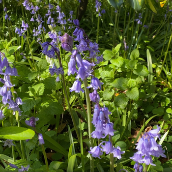 bluebells4.jpg
