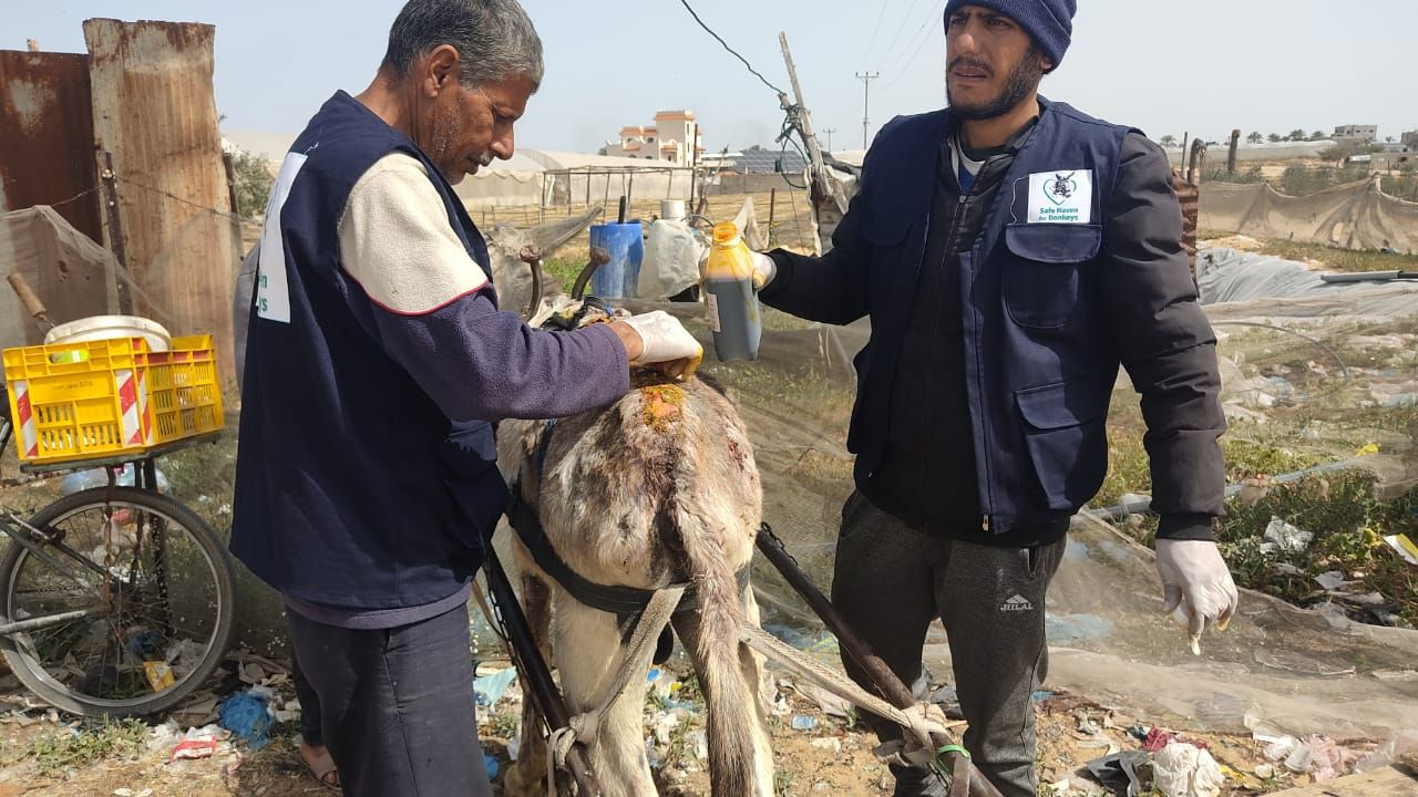 The Safe Haven team treating a donkey.jpg